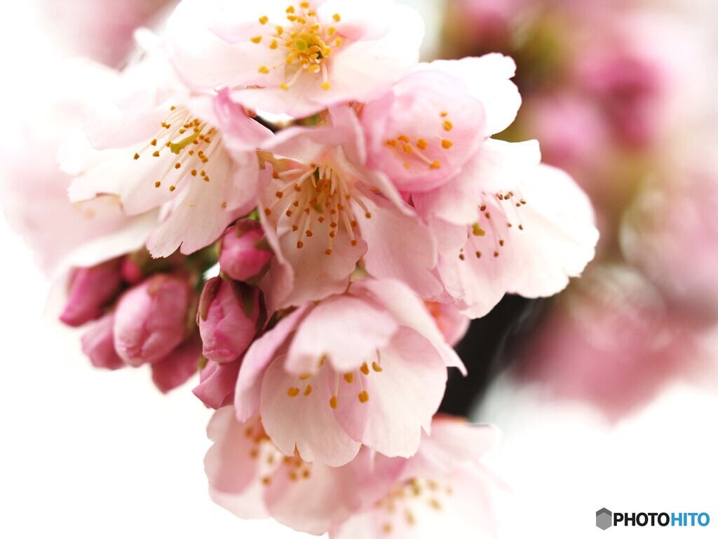 弥生の桜～ⅵ