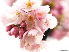 弥生の桜～ⅵ