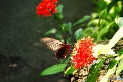晩夏の生物園～②