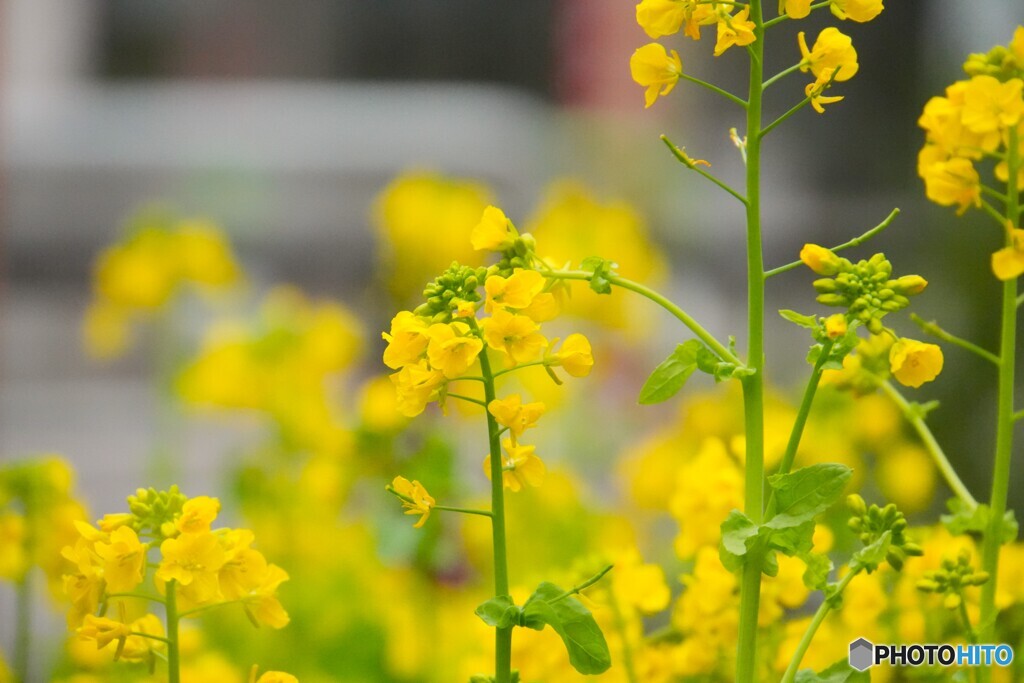 菜の花