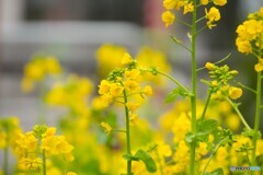 菜の花