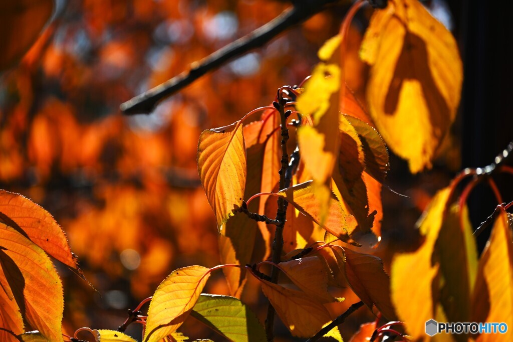 秋の白妙桜の葉