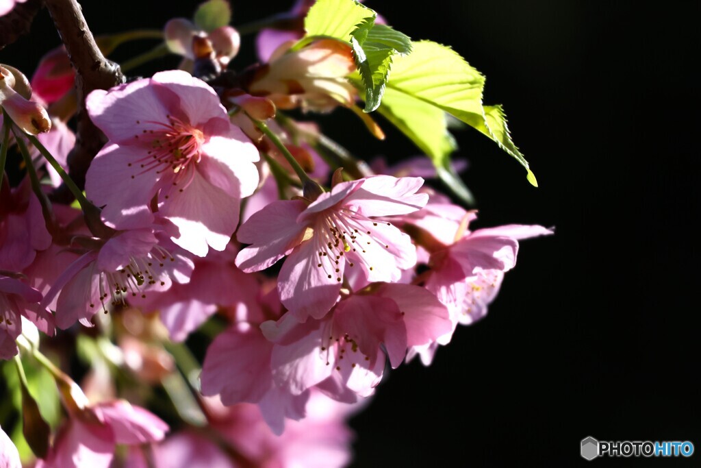 如月の桜～xx