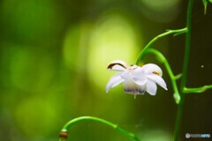 赤城自然園～⑮