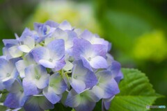 梅雨時の華～ⅲ