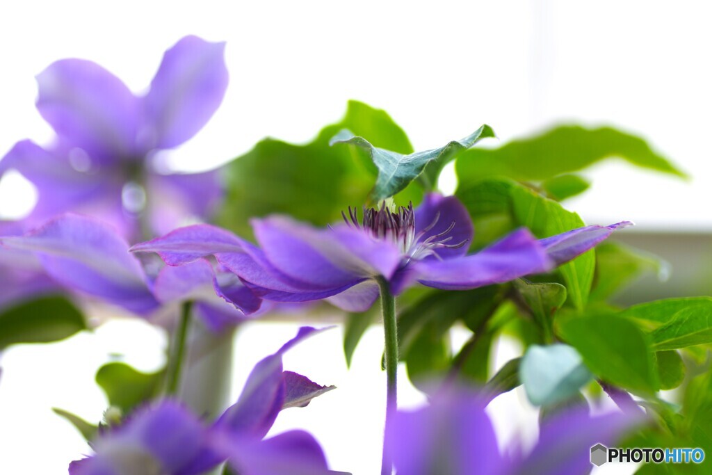 皐月のベランダ花～Ⅶ