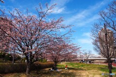 大寒桜の汐入公園～ⅱ