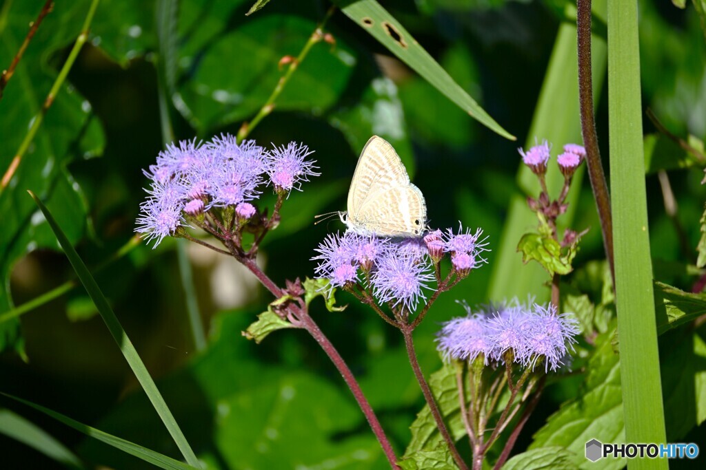 昨日も会えた。