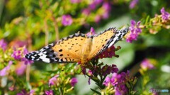 ツマグロさんとメキシコハナヤナギ ツマグロさんとメキシコハナヤナギ