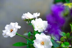 盛夏の薔薇