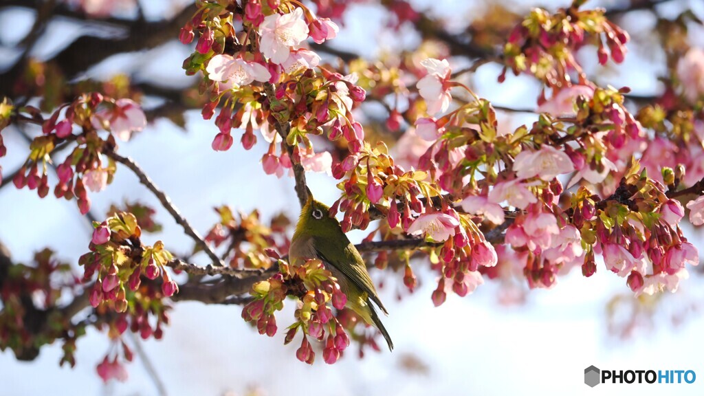 桜・サクジロー～ⅱ