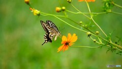 黄花とナミアゲハ