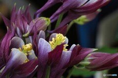 我が家にも春～ⅱ