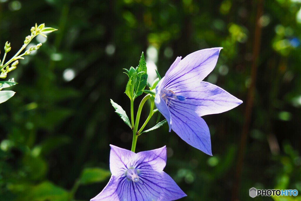向島百花園～ⅱ