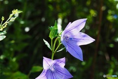 向島百花園～ⅱ