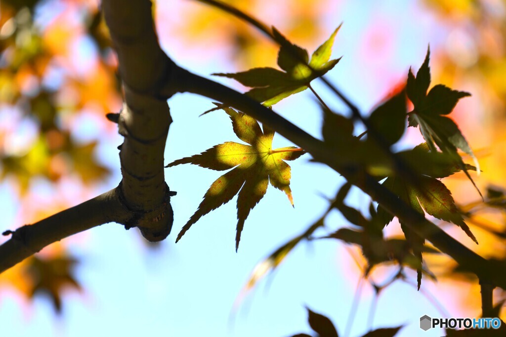 紅く紅くな～れ～ⅲ