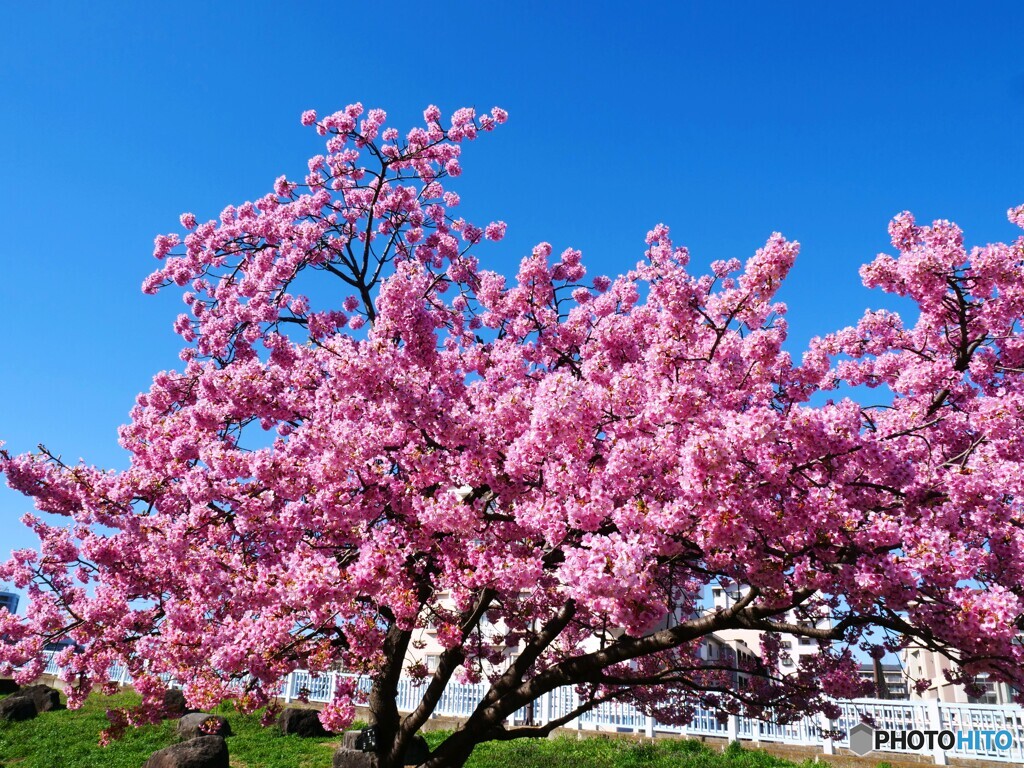 如月の桜～xxiii