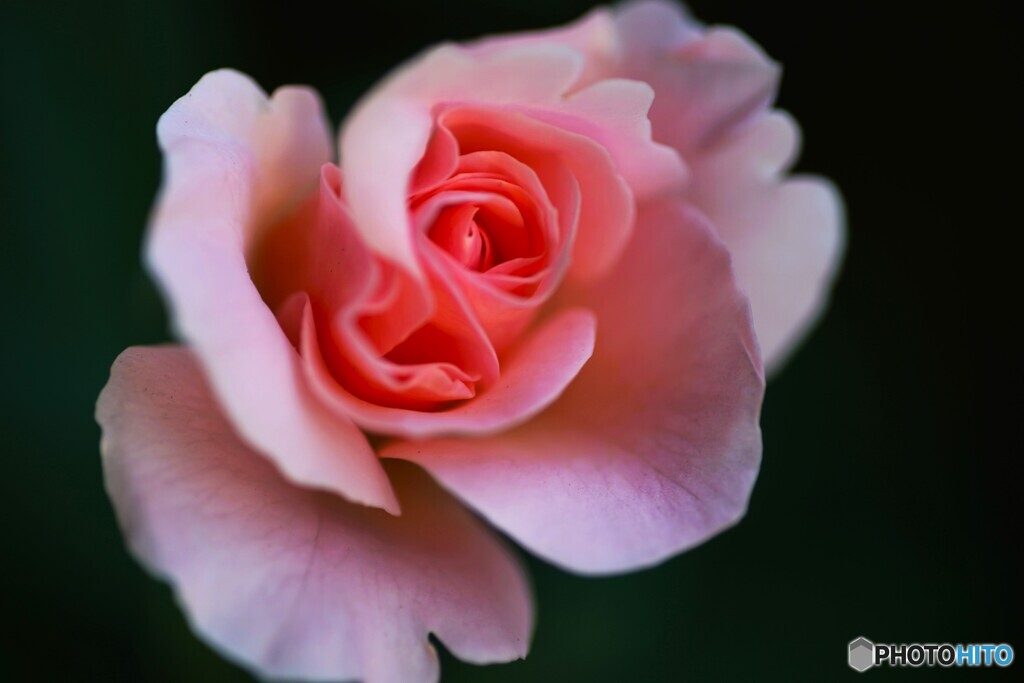 秋薔薇の季節～ⅲ
