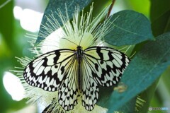 ２０２６初生物園～ⅷ