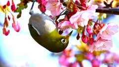 一昨日逢えた野鳥～③