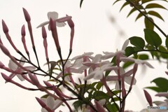 幸福