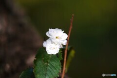 寄り添う～ⅱ
