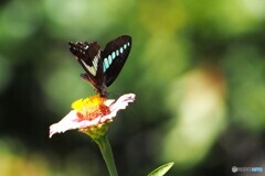 暑い夏の蝶～③