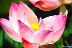 堀之内、大賀蓮の季節