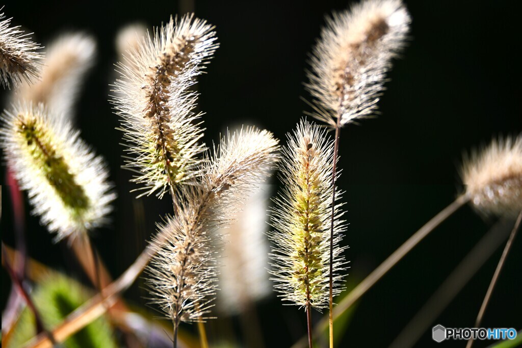 エノコログサの輝き