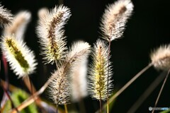 エノコログサの輝き