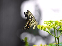 ヤブガラシ好きな蝶