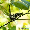 蝶の里公園～ⅳ