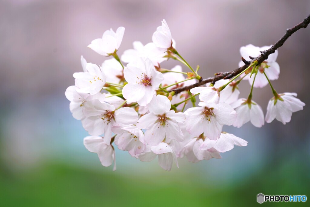 卯月の桜