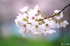 卯月の桜