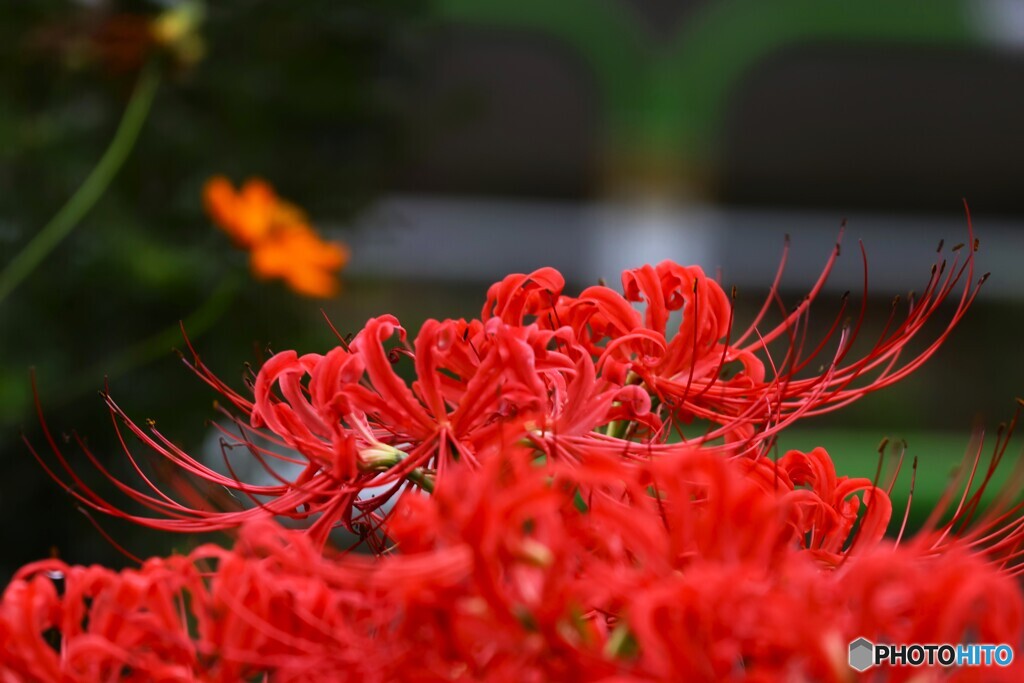 曼珠沙華～ⅳ