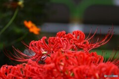 曼珠沙華～ⅳ