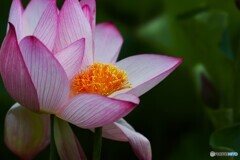 堀之内公園の大賀蓮～ⅺ