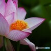 堀之内公園の大賀蓮～ⅺ