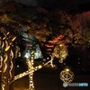 ひごあかり２０２３～ⅴ