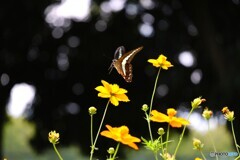 チョウカワイイ～ⅱ