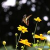 チョウカワイイ～ⅱ