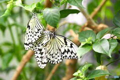 夏休み中の生物園～ⅺ
