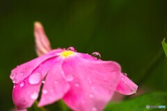 水を得た日々草