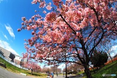 春への架け橋～ⅰ