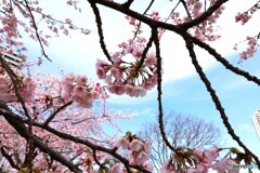 揺れる大寒桜～ⅳ