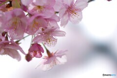 今年も感謝の河津桜