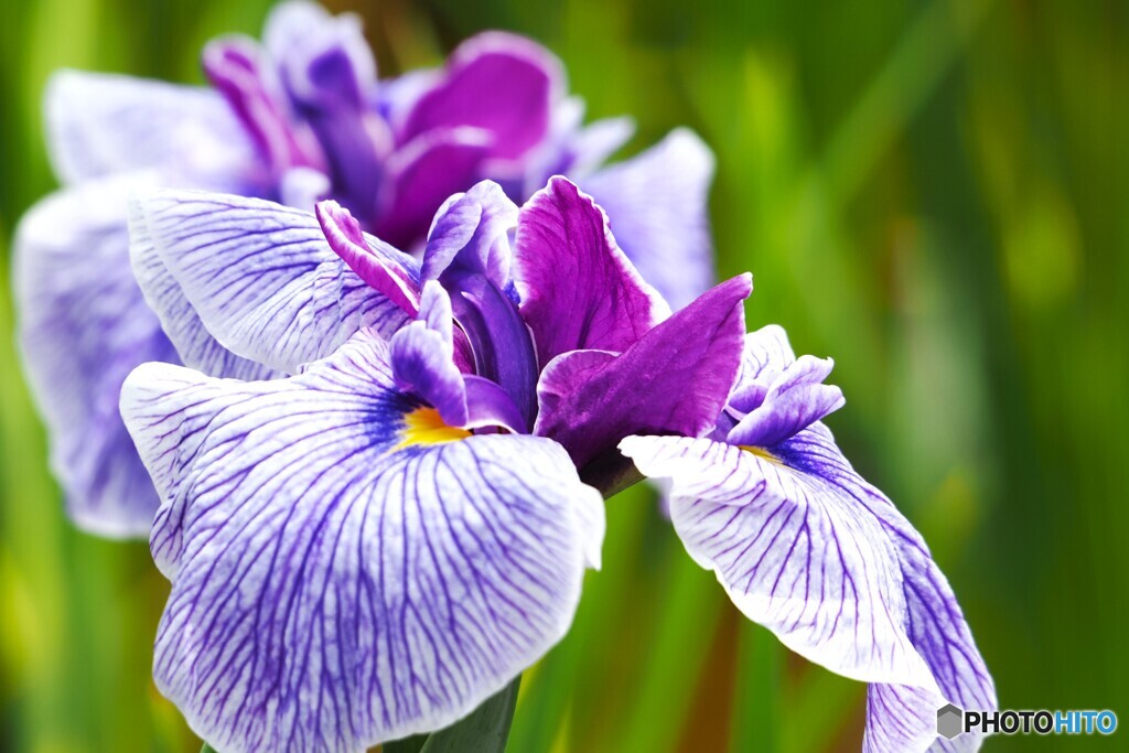 堀切の花菖蒲２０２５～ⅲ