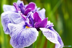 堀切の花菖蒲２０２５～ⅲ