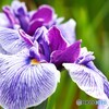 堀切の花菖蒲２０２５～ⅲ