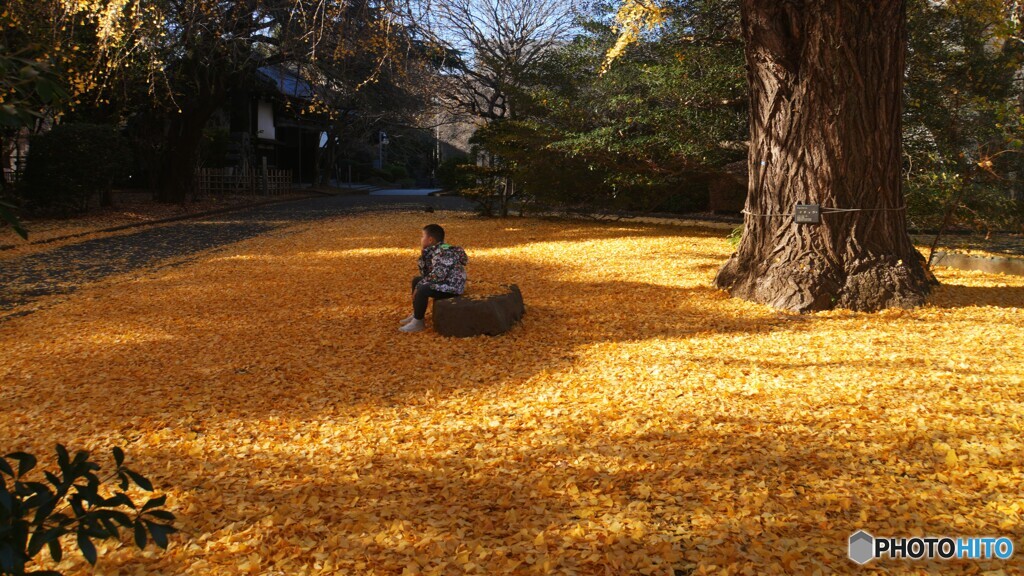 東博の大銀杏～Ⅱ